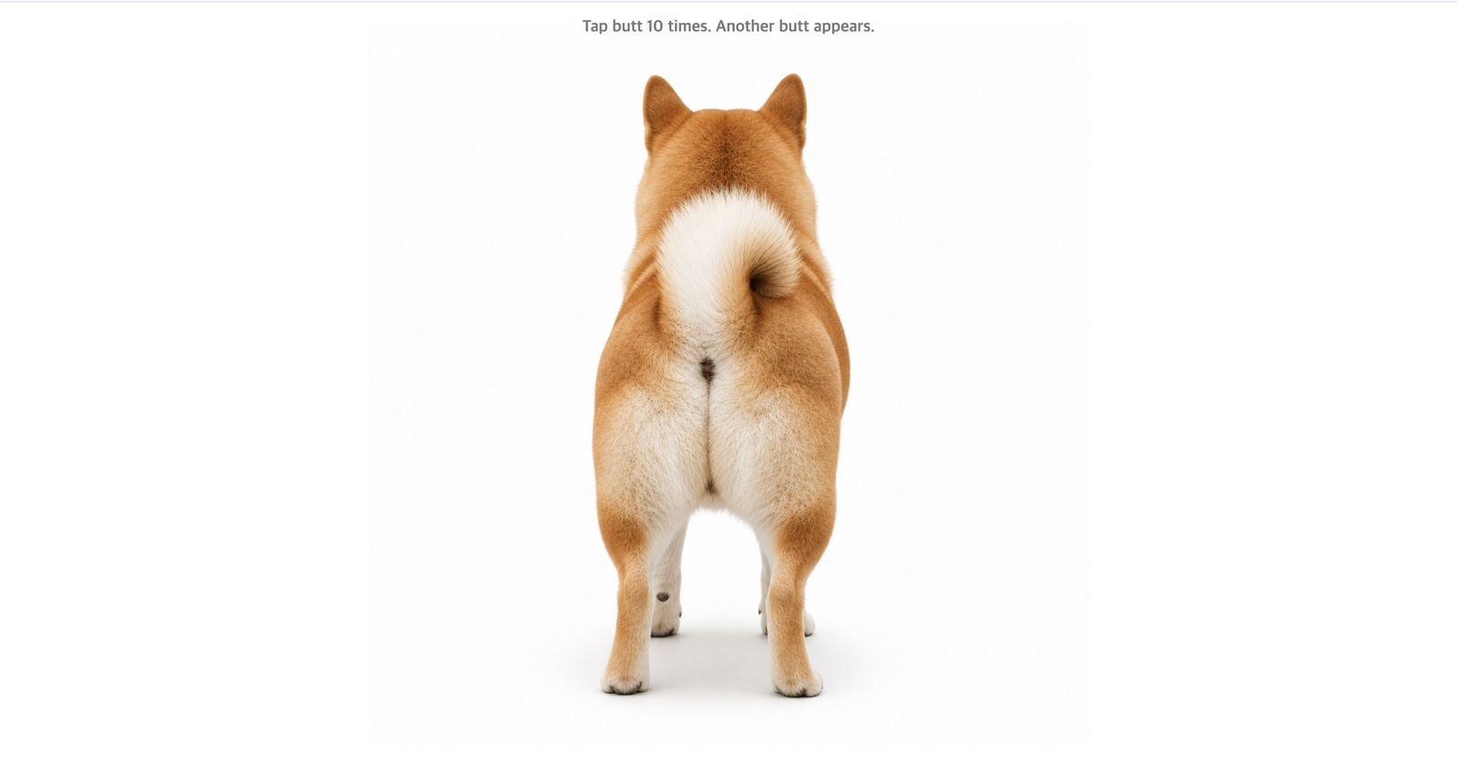 Shiba Squish