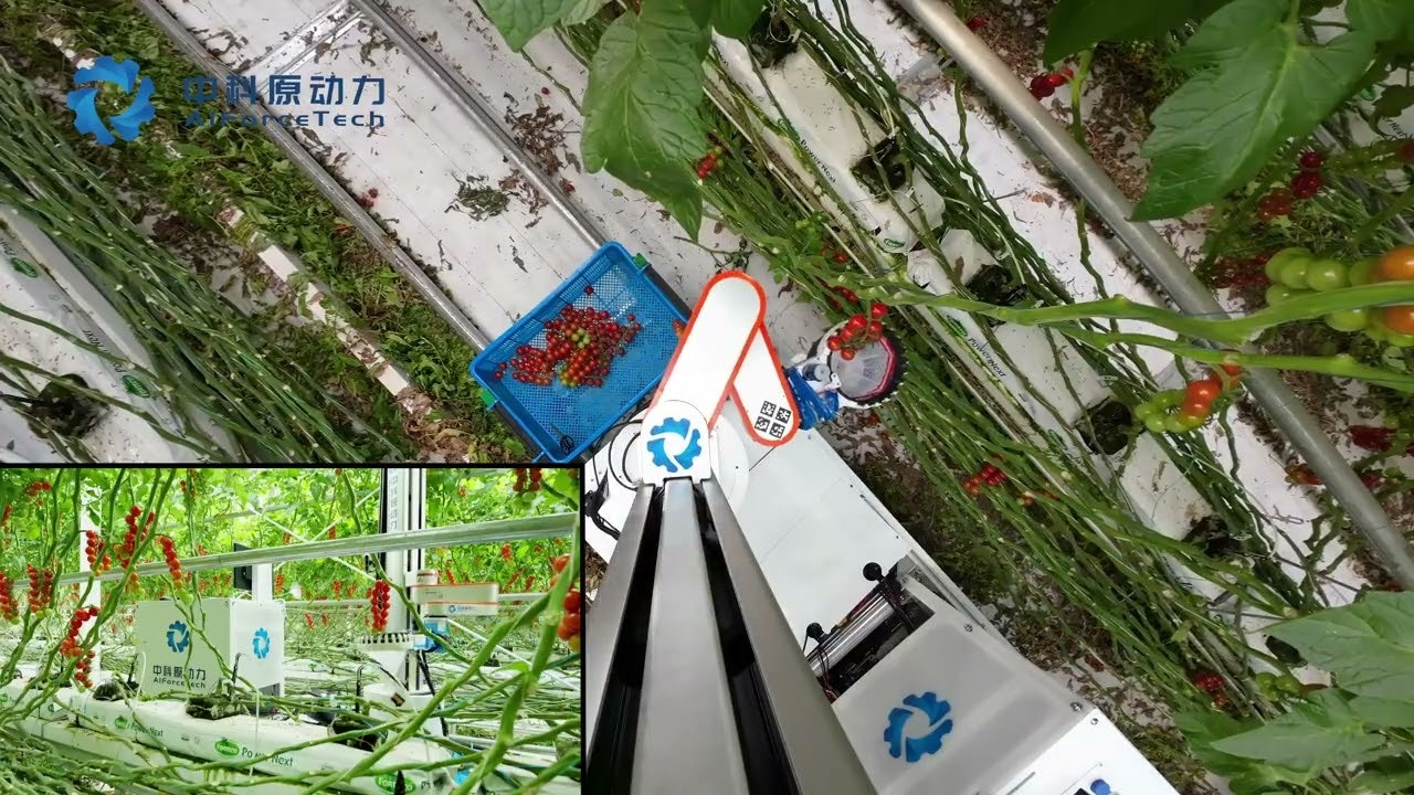 AI-based tomato-harvesting robot